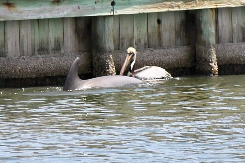 A pelican floating in water near a wooden structure. 5