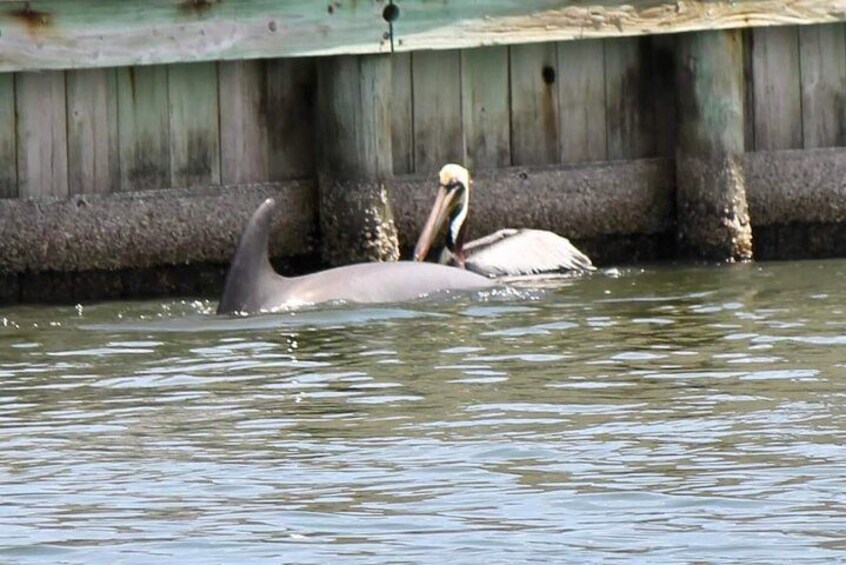 A pelican resting on a wooden dock in a body of water. 4