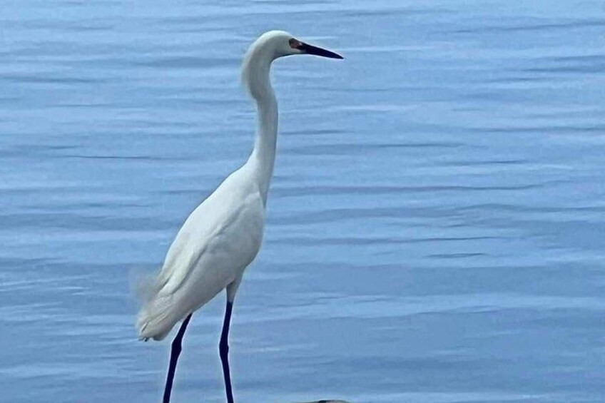 A white bird standing in water. 3