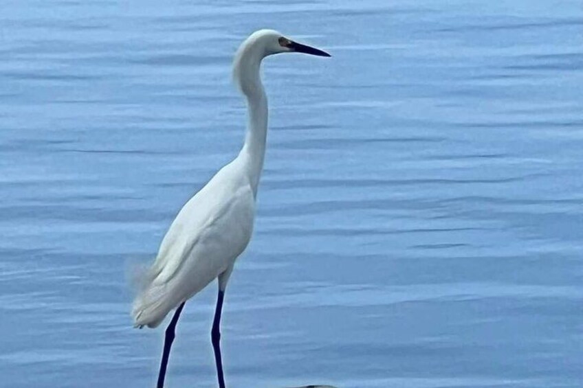 Snowy Egret 3