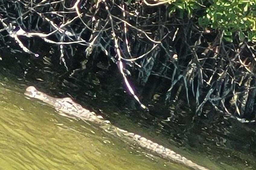 Ein Krokodil in der Nähe eines Gewässers mit Mangroven im Hintergrund. 4