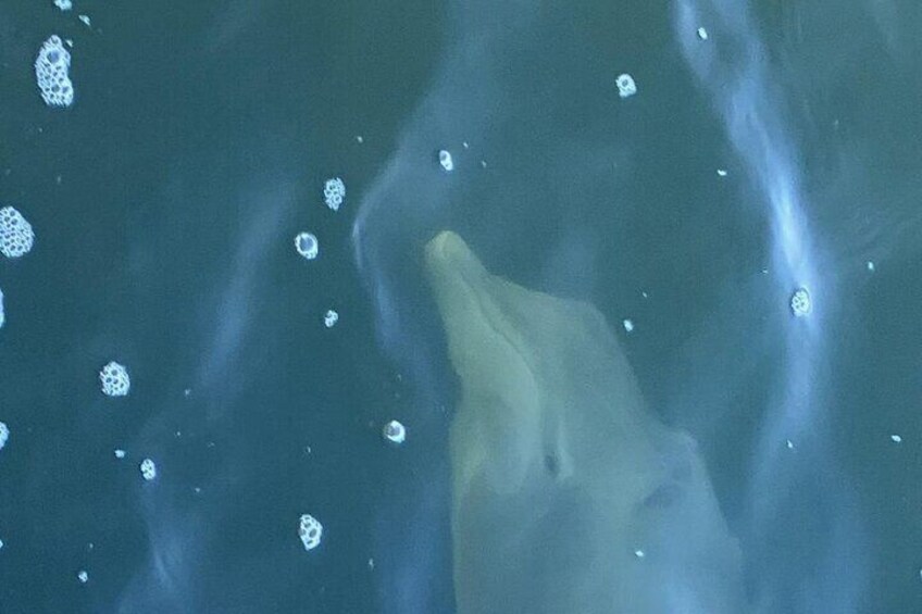 A polar bear swimming in the ocean. 5