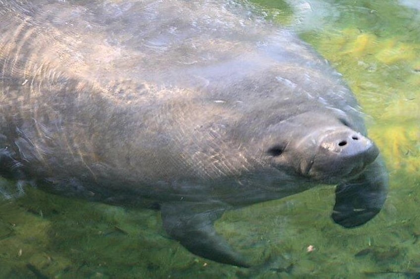 Manatee 3