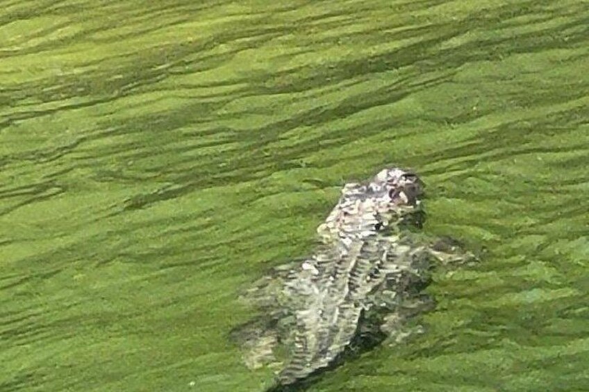 A camouflaged animal on a green, grassy surface. 2