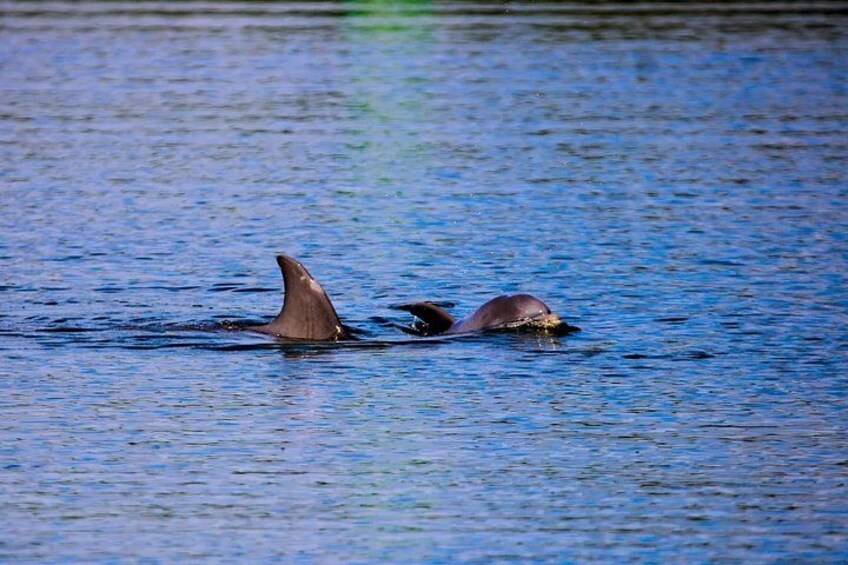 Zwei Delfine schwimmen im Wasser. 5