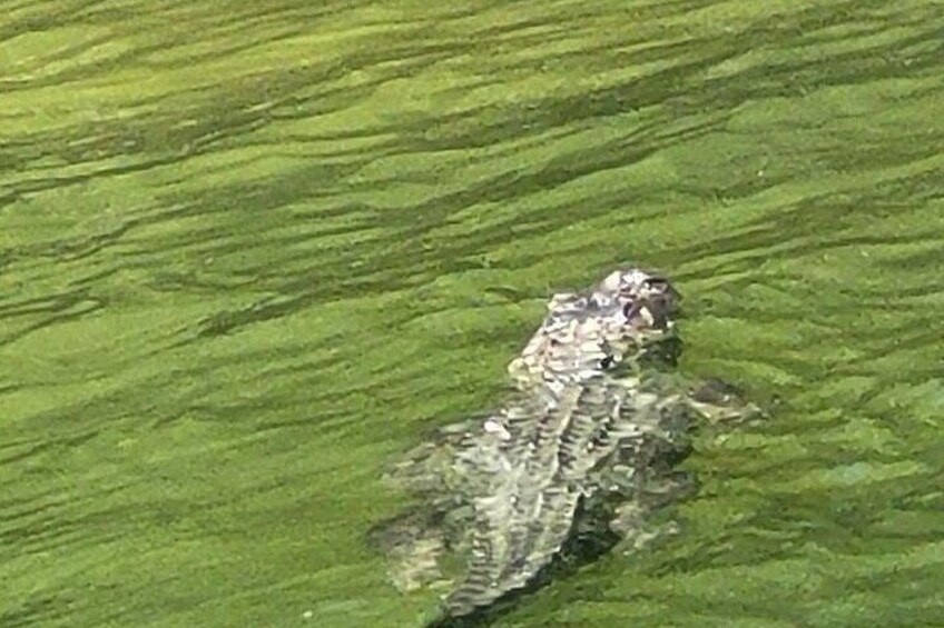 A reptile camouflaged among green foliage. 4