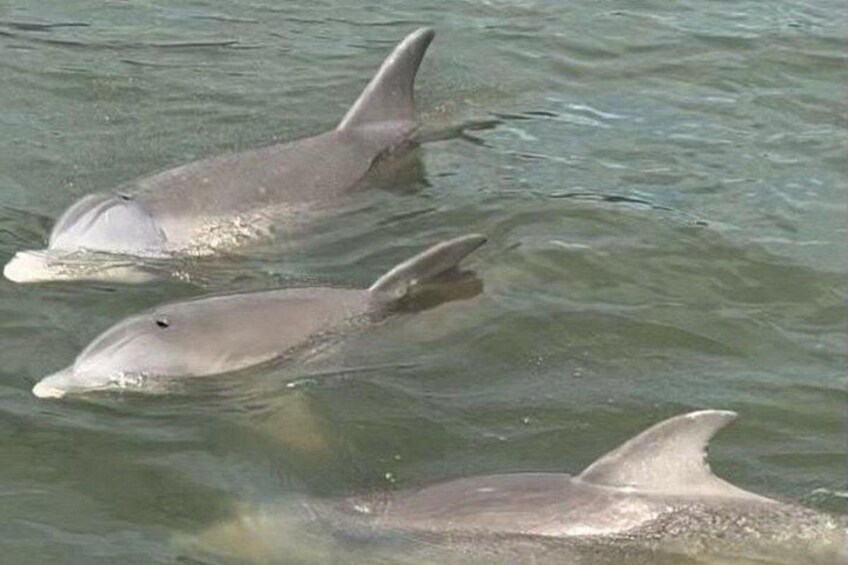 Zwei Delfine schwimmen im Wasser. 3