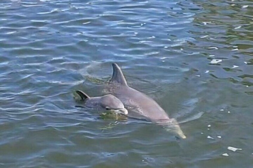 A dolphin swimming in the water. 3