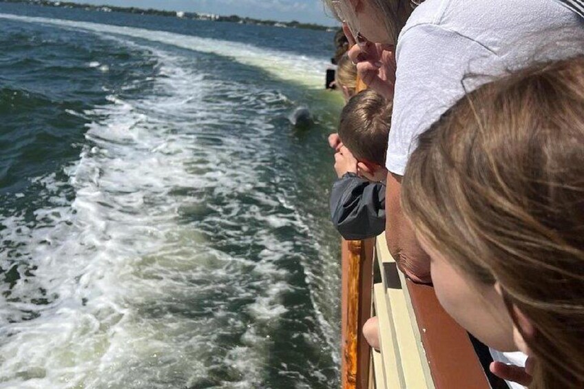 Dolphin playing in the wake! 2
