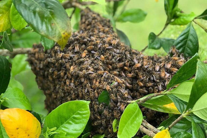 Ett bikupeställ omgivet av gröna blad och en gul frukt. 2