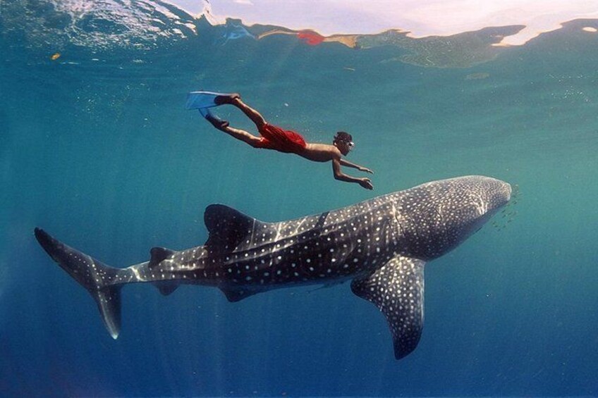 Une personne nageant avec un requin-baleine dans une eau bleue et cristalline. 3