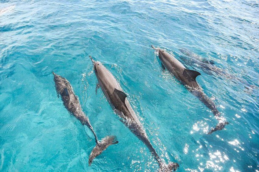 Keep an eye for Wildlife, such as dolphins, turtles & whales (seasonally) 5