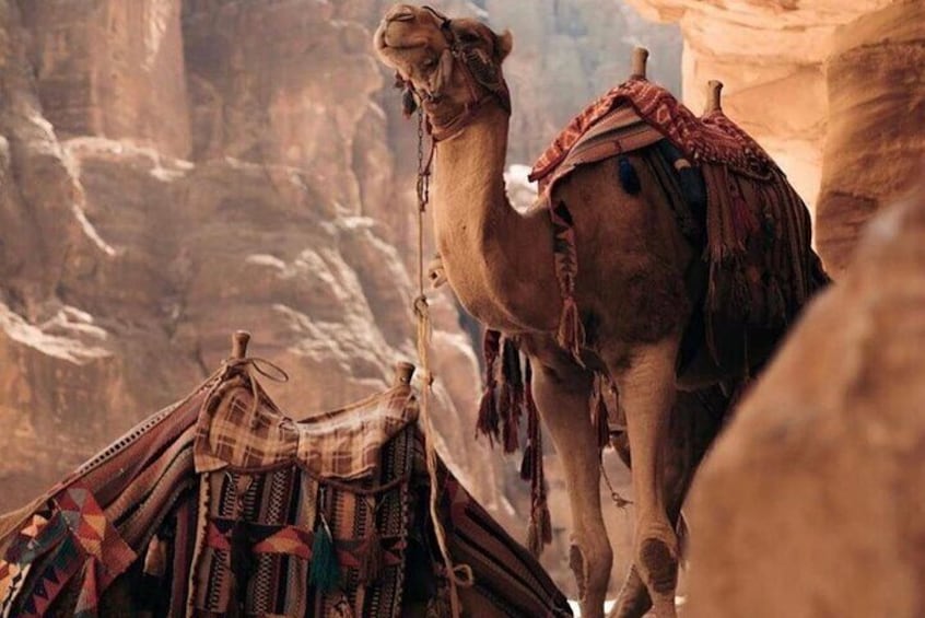 A camel with a saddle in a rocky canyon. 2