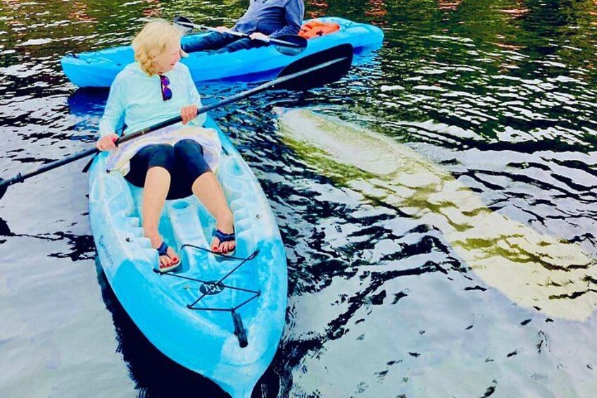 Dolphin, Manatee and SeaTurtle SUP Adventure Tour of St Augustine 1