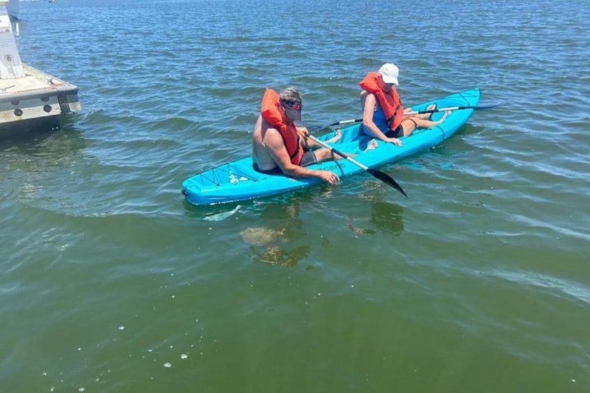Dolphin, Manatee and SeaTurtle SUP Adventure Tour of St Augustine 2