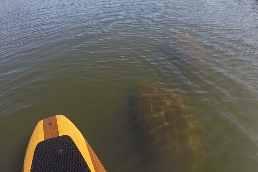 A paddleboard on water with a fish visible beneath the surface. 3