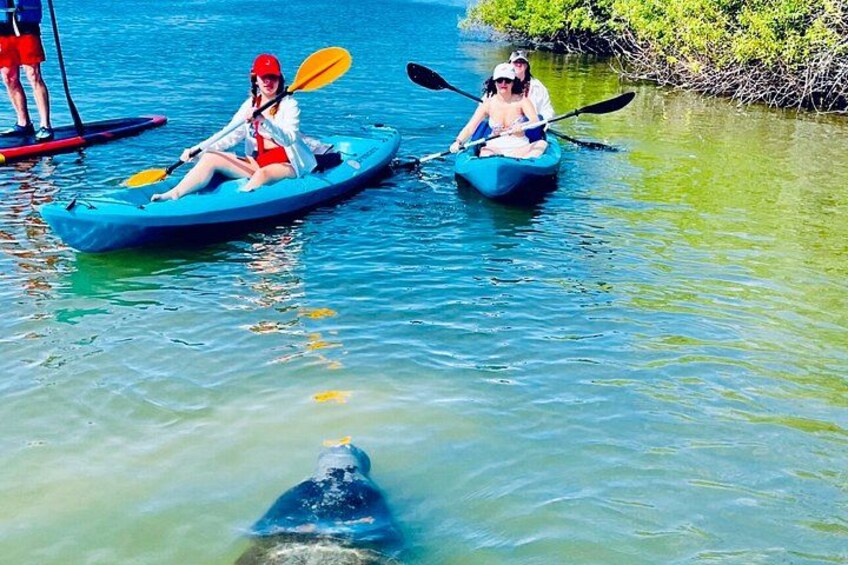Dolphin, Manatee and SeaTurtle SUP Adventure Tour of St Augustine 4