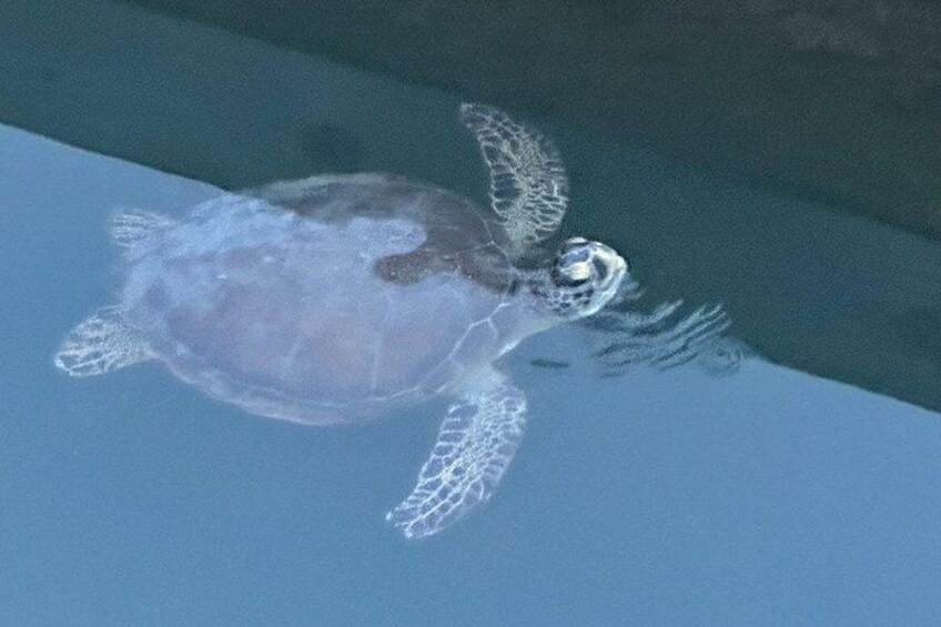 There are sooo many Sea Turtles in the St. Augustine area 5