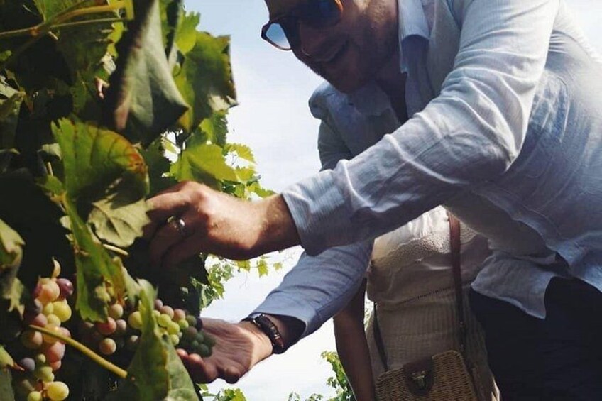 Une personne qui récolte des raisins sur une vigne. 2
