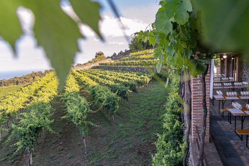 Private Etna Panoramic & wine tasting with food combination 4