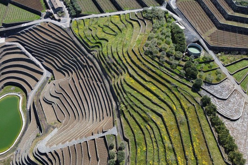 Private Etna Panoramic & wine tasting with food combination 4