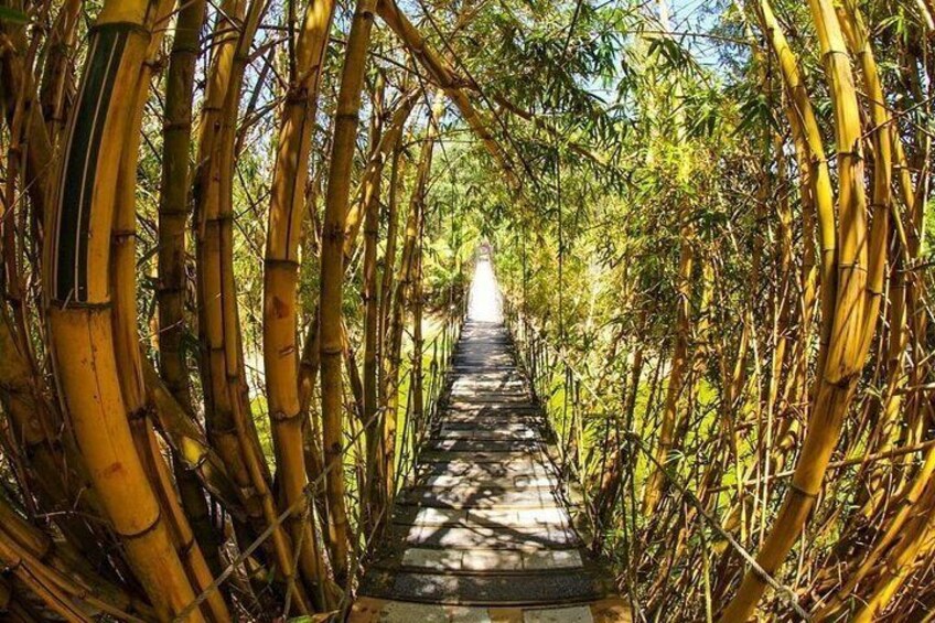 Un sendero en un bosque de bambú. 5