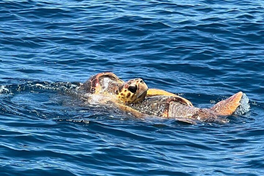 A sea turtle swimming in the ocean. 4