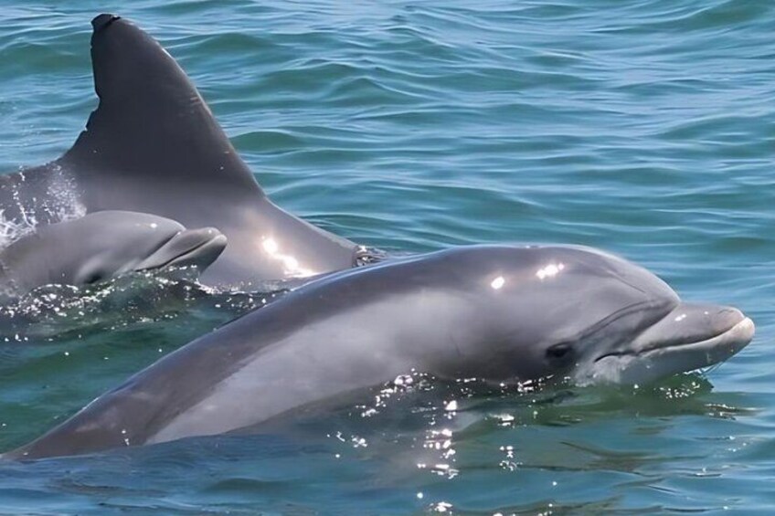 Dolphins swimming in clear blue water. 5