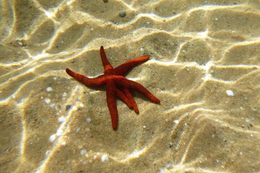 A red starfish on a sandy ocean floor. 3