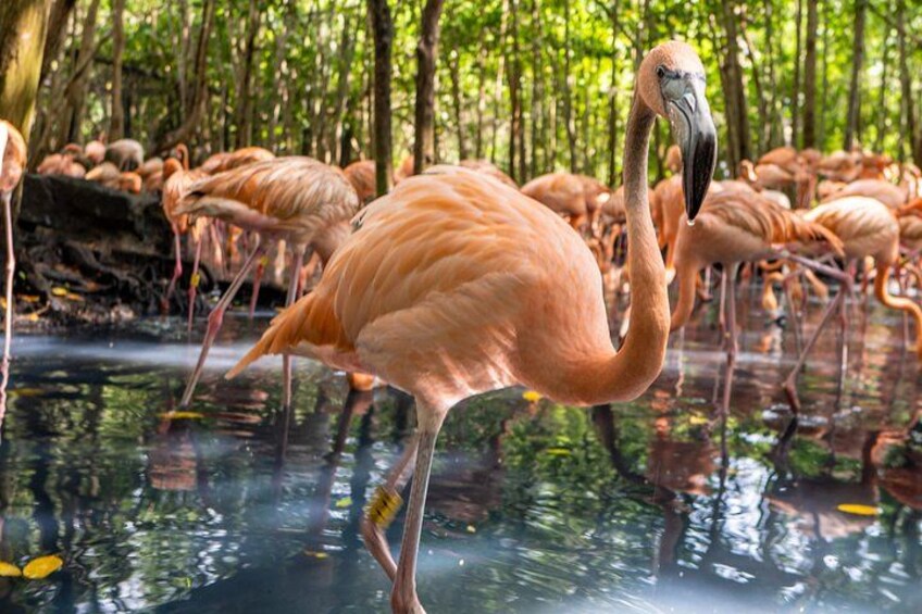 A group of flamingos in a wetland habitat. 5