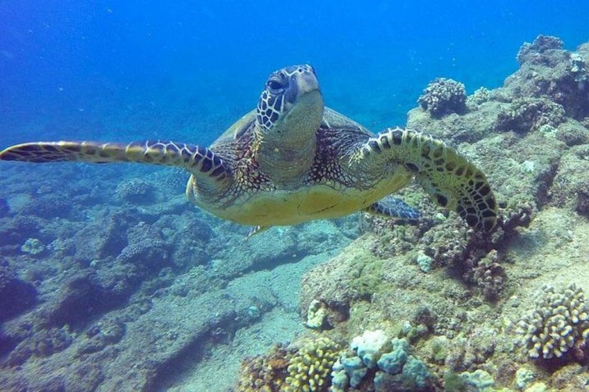 Eine Meeresschildkröte schwimmt unter Wasser, im Hintergrund Korallenriffe. 2