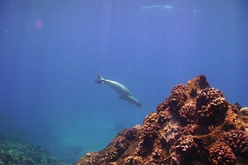 A diver exploring a coral reef with a large, textured coral formation in the foreground. 2