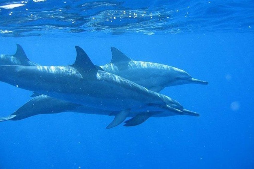 Ultimate Na Pali Coast Zodiac Boat Snorkeling and Sea Cave Tour 3