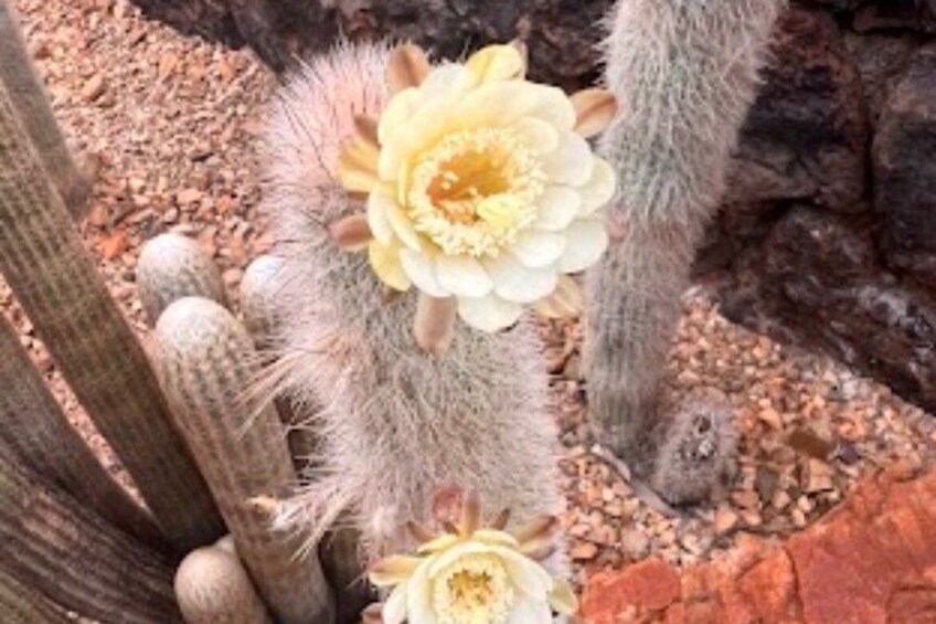 A cactus with flowers and a rocky ground. 1