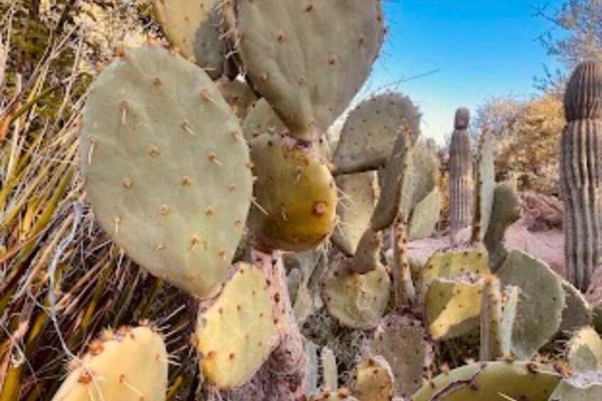A cactus with spines and a desert landscape. 2