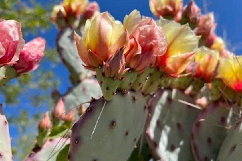 A cactus with blooming flowers against a blue sky. 5