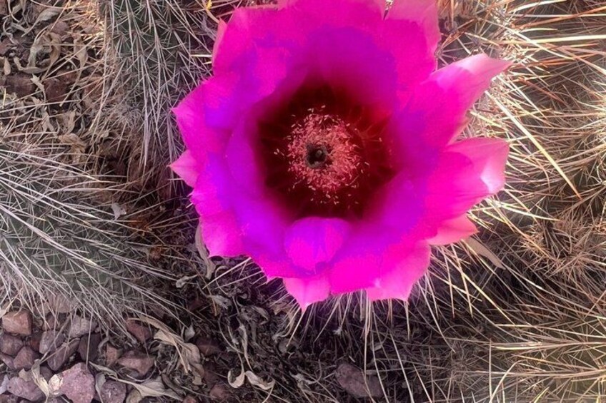 A cactus with a pink flower. 3