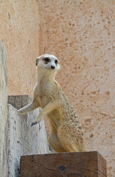 Picture 9 for Activity Benidorm: Terra Natura and Aqua Natura Combo Day Ticket 5