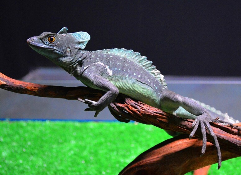 Picture 13 for Activity Benidorm: Terra Natura and Aqua Natura Combo Day Ticket 4