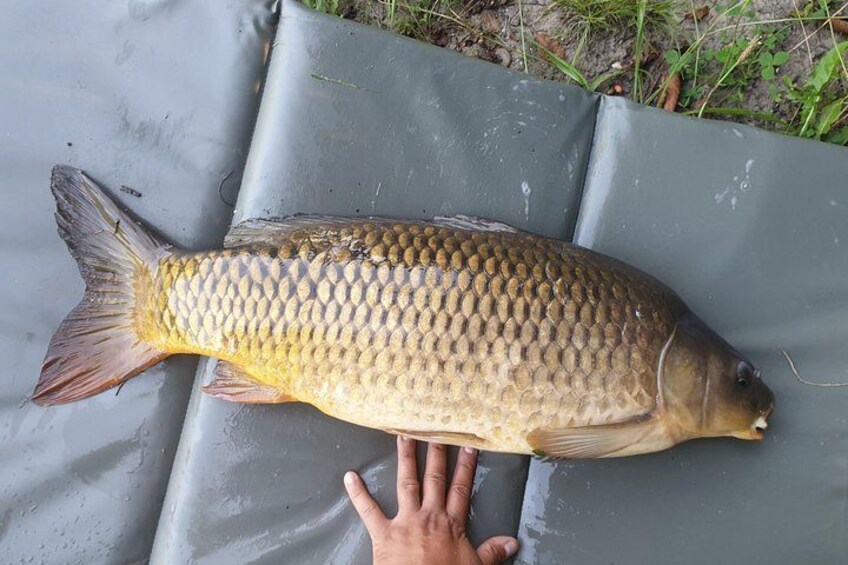 Introduction to fishing in Strasbourg 4
