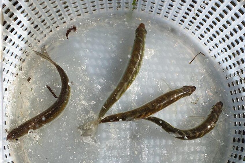 Introduction to fishing in Strasbourg 2
