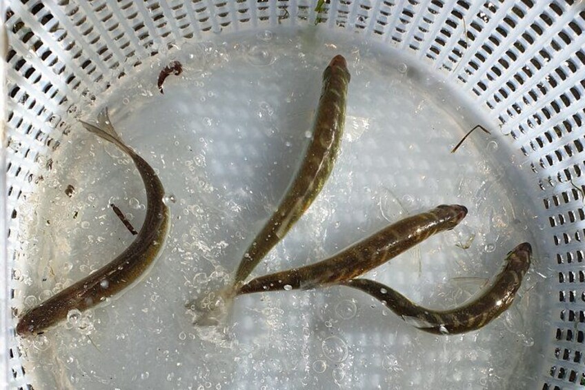 Introduction to fishing in Strasbourg 2