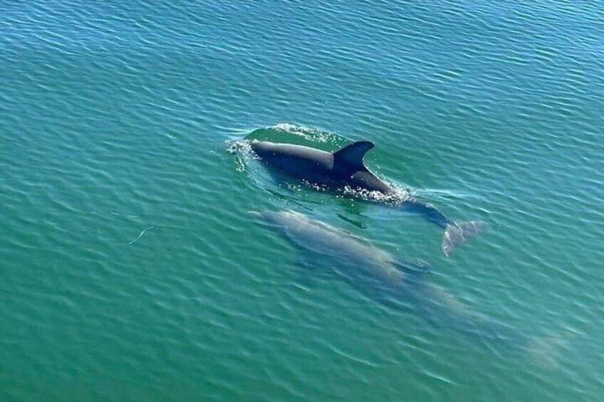 Frisky Mermaid Dolphin + Sightseeing Cruise in Pensacola Beach 2