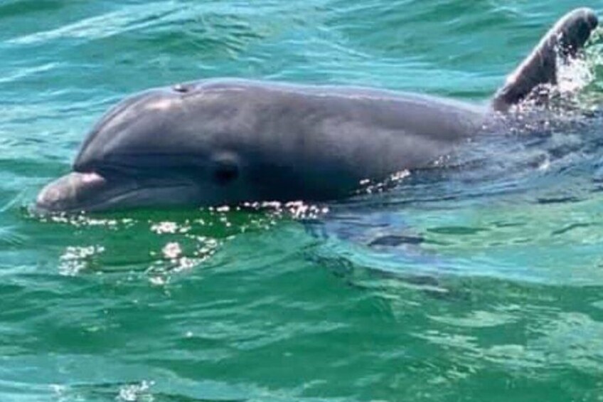 Frisky Mermaid Dolphin + Sightseeing Cruise in Pensacola Beach 3