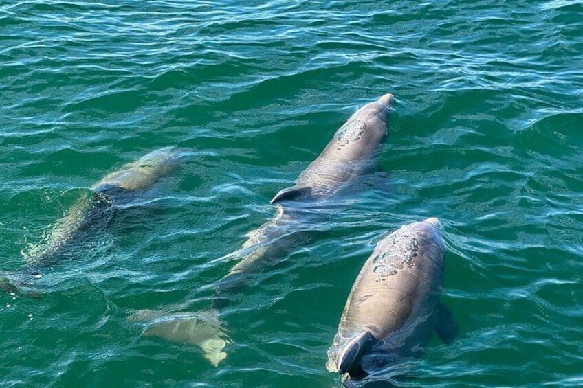 Tres ballenas nadando en el océano. 4