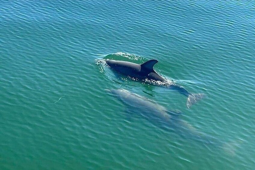 Un delfín nadando en aguas azules cristalinas. 2