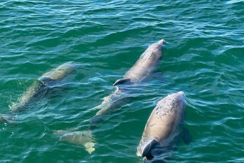 Frisky Mermaid Dolphin + Sightseeing Cruise in Pensacola Beach 4
