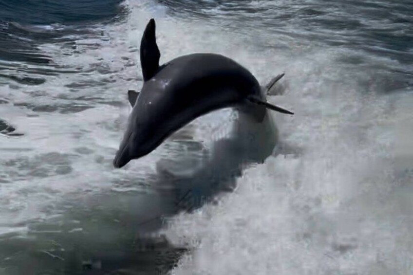 Frisky Mermaid Dolphin + Sightseeing Cruise in Pensacola Beach 5