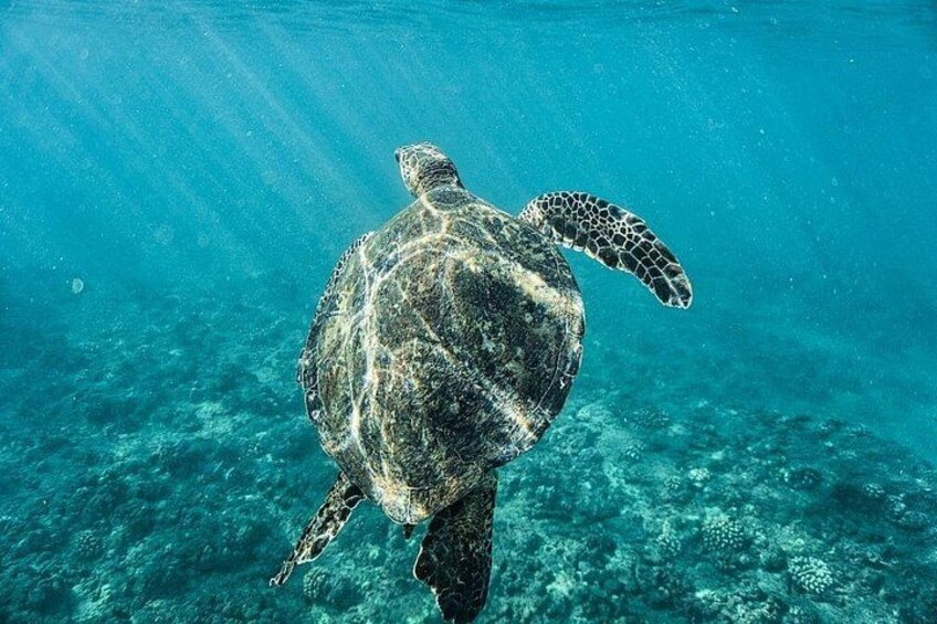 Exclusive Waikiki Yacht Snorkel with Lunch and Bevs 2