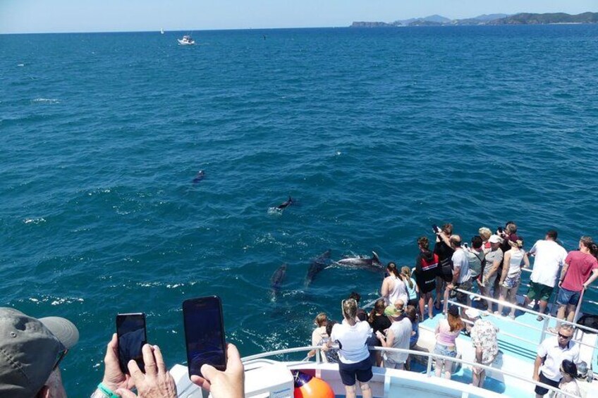 Hole in the Rock Scenic Cruise including Dolphins and Island stop 5